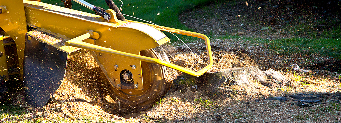 IN Stump Removal